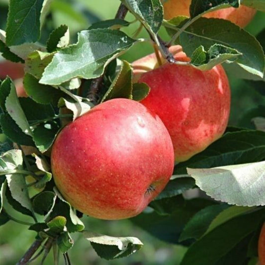 5 Malus Domestica Mixed Varieties Apple Tree Seeds For Planting | www.seedsplantworld.com