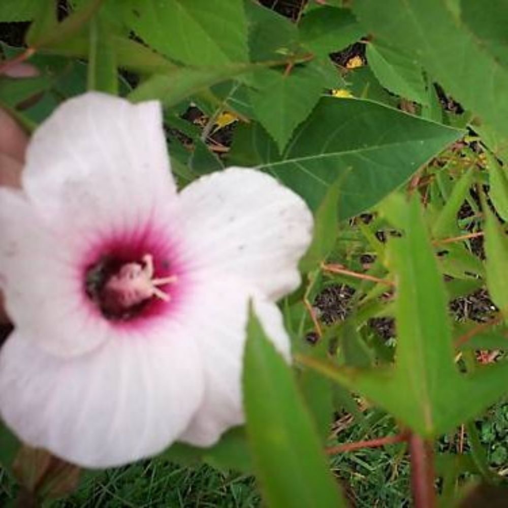 10 Hibiscus Laevis Halberd Leaved Hibiscus Seeds For Planting | www.seedsplantworld.com