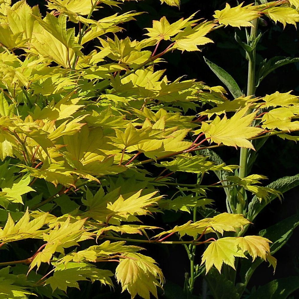 5 Acer Shirasawanum Ogurayama Japanese Fullmoon Maple Seeds For Planting | www.seedsplantworld.com