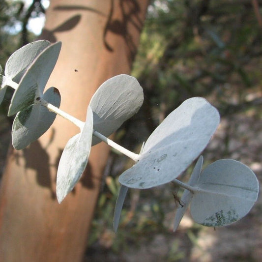 10 Eucalyptus Perriniana Spinning Gum Seeds For Planting | www.seedsplantworld.com