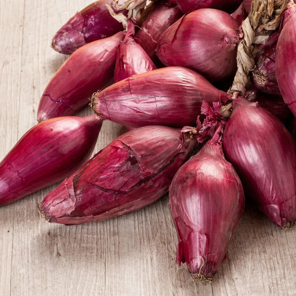 150 Italian Red Torpedo Onion NON-GMO Rossa di Tropea Vegetable Seeds | www.seedsplantworld.com