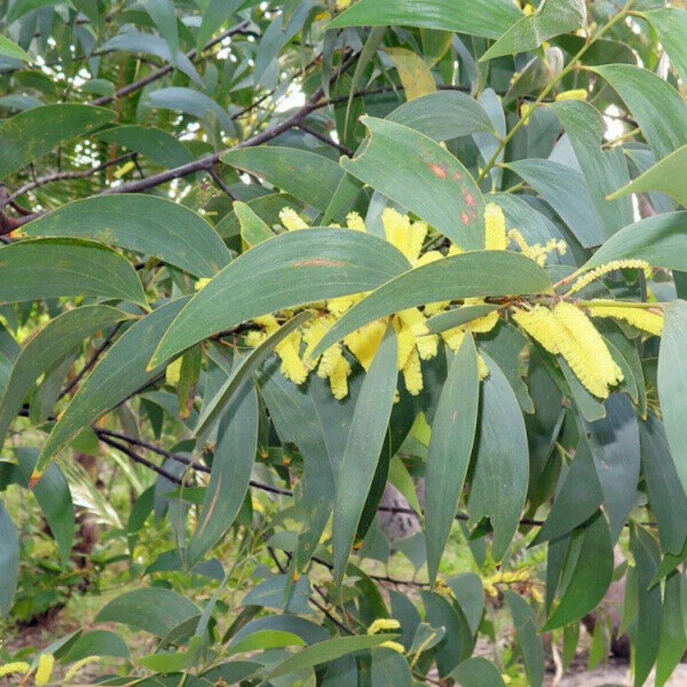 5 Acacia Crassicarpa Hardy Acacia Seeds For Planting | www.seedsplantworld.com