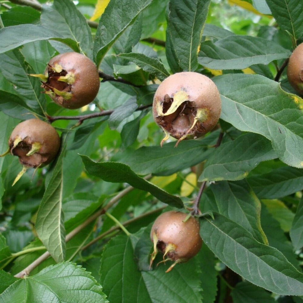 5 Mespilus Germanica Medlar Tree Seeds For Planting | www.seedsplantworld.com