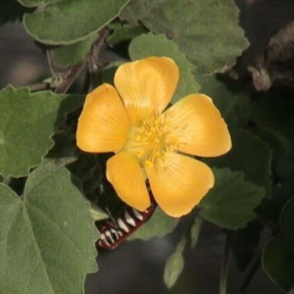 10 Abutilon Indicum Unique Perennial Seeds For Planting | www.seedsplantworld.com