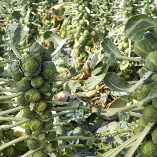 250 Long Island Improved Brussels Sprouts NON-GMO Vegetable Seeds | www.seedsplantworld.com