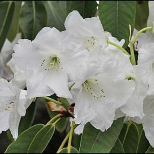 10 Rhododendron Griffithianum Rhododendron Seeds For Planting | www.seedsplantworld.com