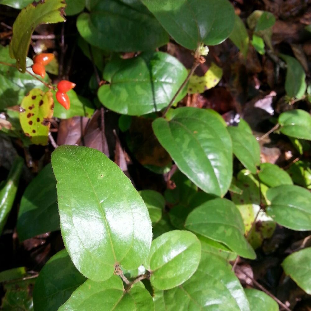 5 Smilax Pumila Unique Native Groundcover Seeds For Planting | www.seedsplantworld.com