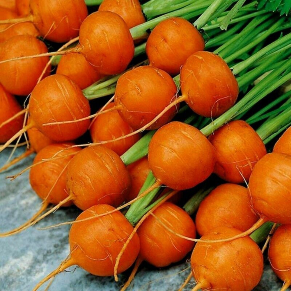 300 Parisian Carrot Tonda di Parigi Paris Market NON-GMO Vegetable Seeds | www.seedsplantworld.com