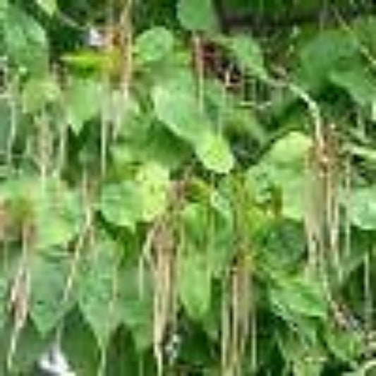 10 Catalpa Bignoides Southern Catalpa Tree Seeds For Planting | www.seedsplantworld.com