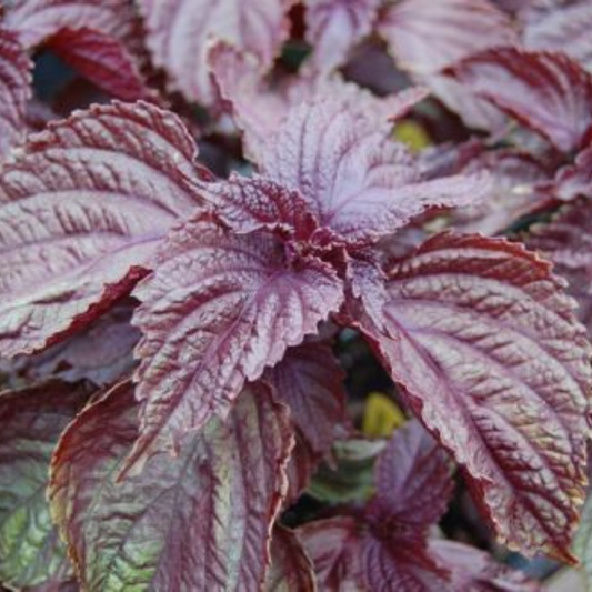 175 Purple Shiso Perilla Japanese Basil Red Mint NON-GMO Herb Seeds | www.seedsplantworld.com