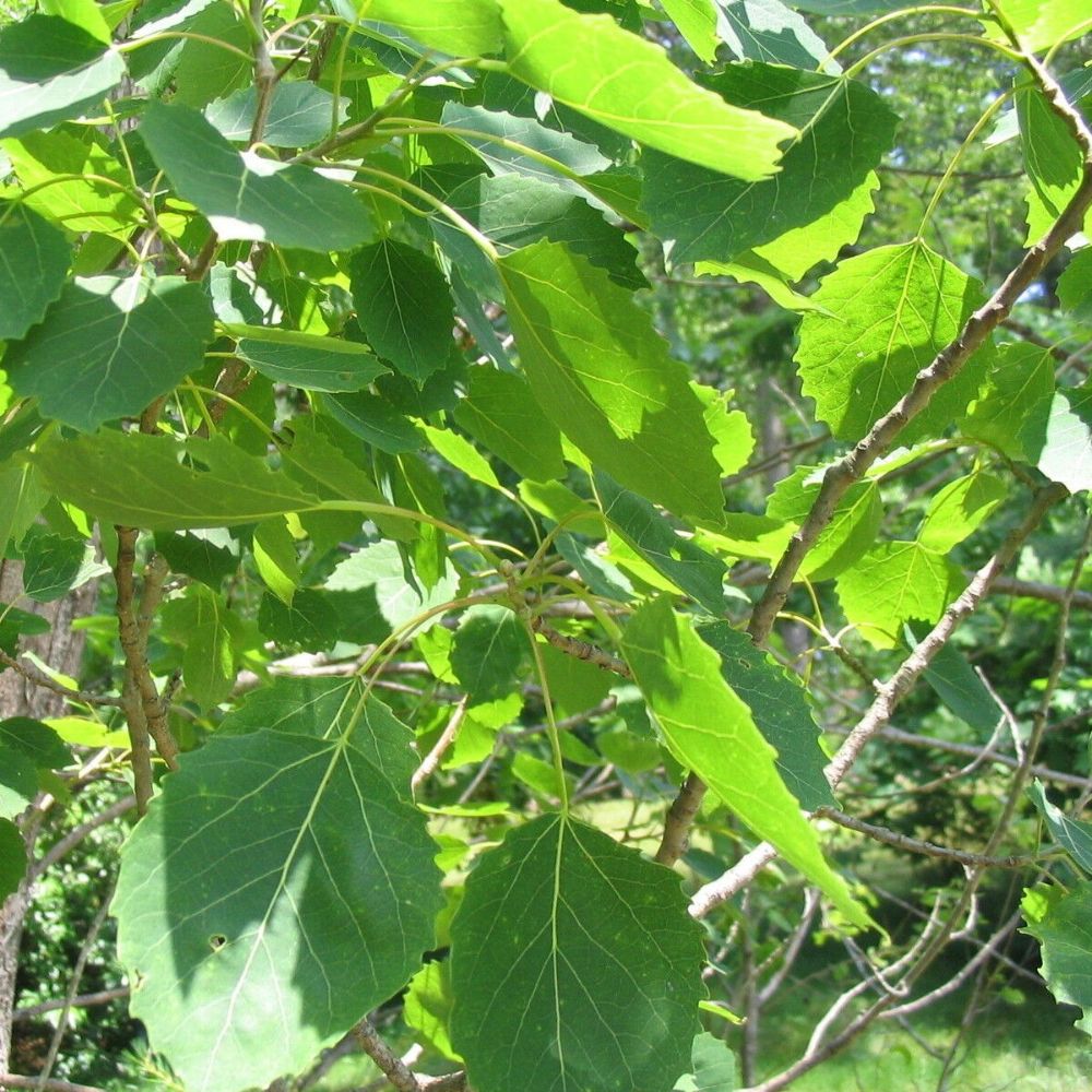 5 Populus Grandidentata Bigtooth Aspen Tree Seeds For Planting | www.seedsplantworld.com