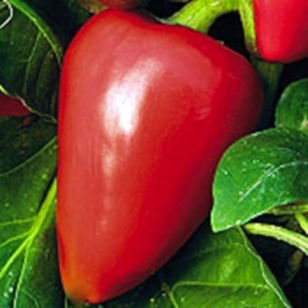 100 Pimento Sweet Pepper NON-GMO Heirloom Vegetable Seeds | www.seedsplantworld.com