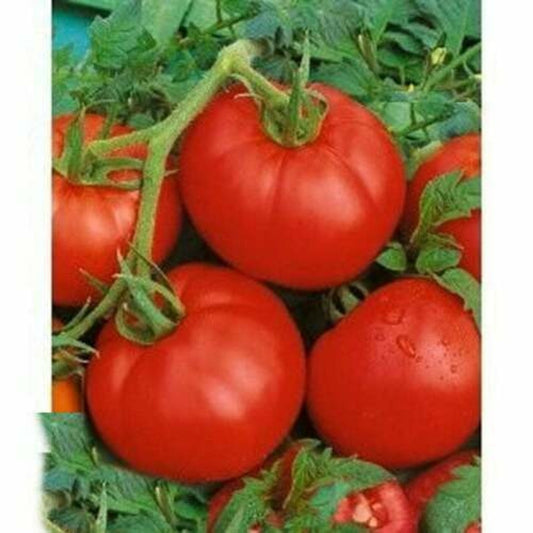 50 Ace 55 Medium Size Tomato Rare & Common Vegetable Seeds | www.seedsplantworld.com