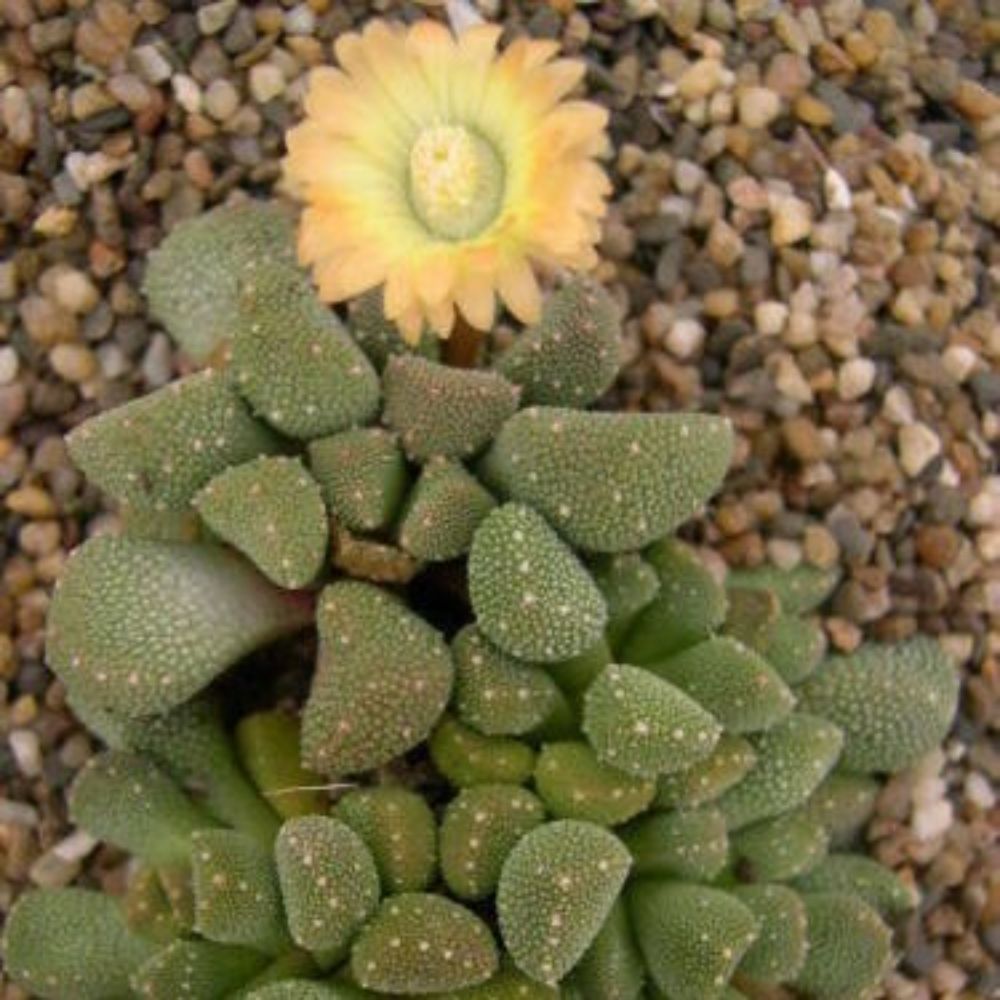 5 Aloinopsis Luckhoffii Hardy Living Stone Seeds For Planting | www.seedsplantworld.com