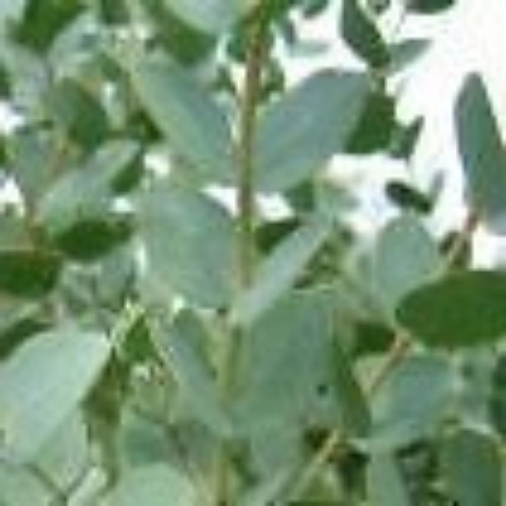 10 Eucalyptus Pulverulenta Unique Tree Seeds For Planting | www.seedsplantworld.com