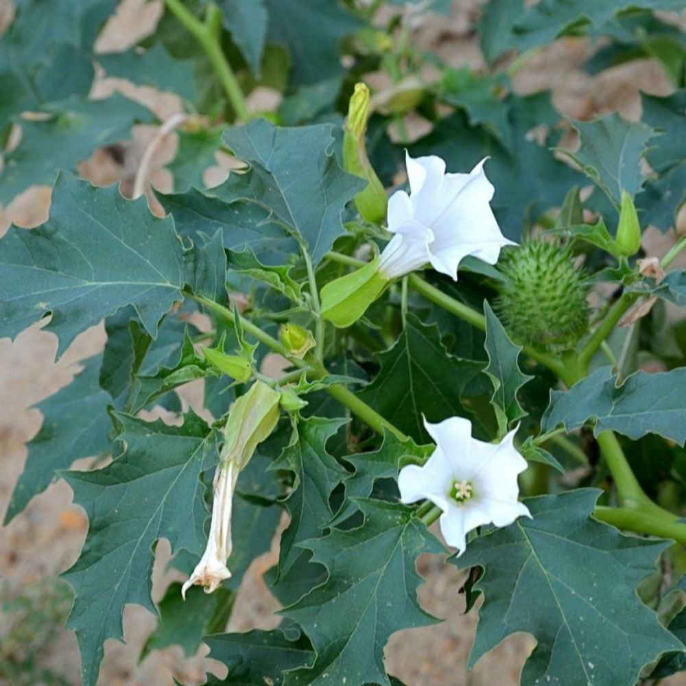 10 Datura Stramonium Fragrant White Flowers Seeds For Planting | www.seedsplantworld.com