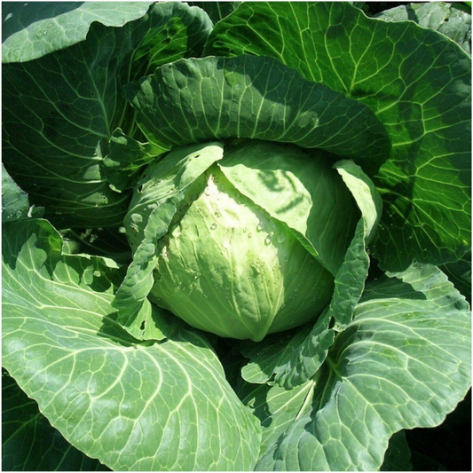 250 Late Flat Dutch Cabbage Cabbage Wraps NON-GMO Heirloom Vegetable Seeds | www.seedsplantworld.com