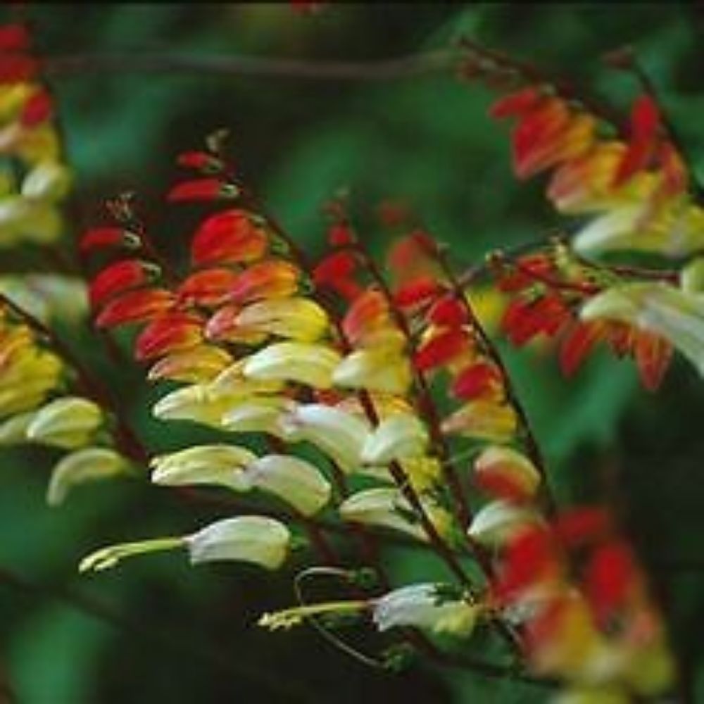 5 Mina Lobata Exotic Love Vine Seeds For Planting | www.seedsplantworld.com