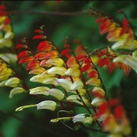 5 Mina Lobata Exotic Love Vine Seeds For Planting | www.seedsplantworld.com