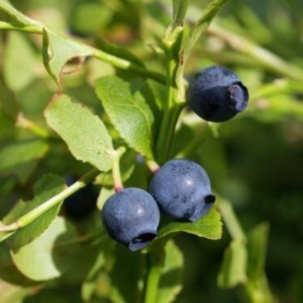 10 Vaccinium Myrtillus Billberry Shrub Seeds For Planting | www.seedsplantworld.com