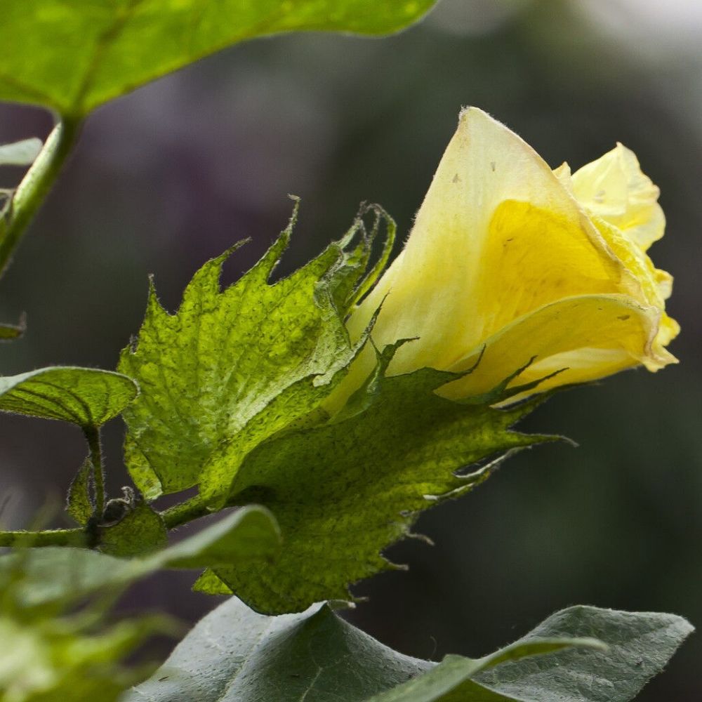 5 Gossypium Arboreum Tree Cotton Seeds For Planting | www.seedsplantworld.com