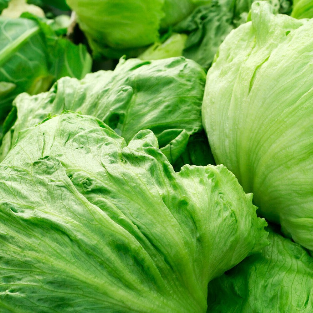 800 Iceberg Leaf Lettuce NON-GMO Vegetable Seeds | www.seedsplantworld.com