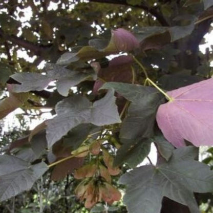 10 Acer Pseudoplatanus Purpurea Red Leaves Seeds For Planting | www.seedsplantworld.com