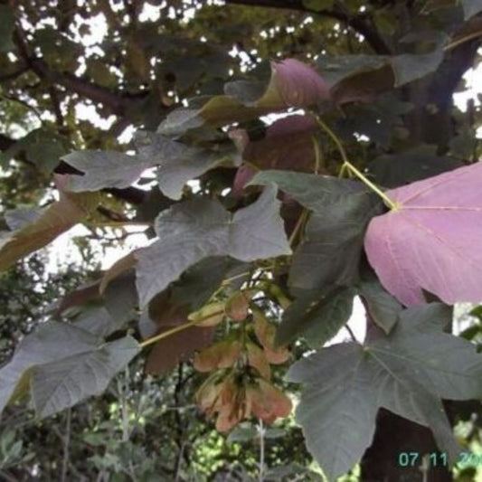 10 Acer Pseudoplatanus Purpurea Red Leaves Seeds For Planting | www.seedsplantworld.com