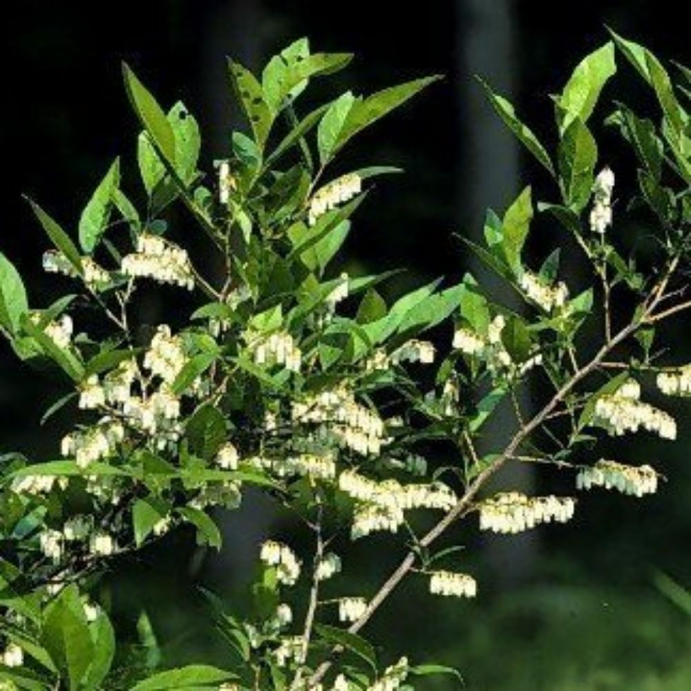 5 Leucothoe Racemosa Leucothoe Seeds For Planting | www.seedsplantworld.com