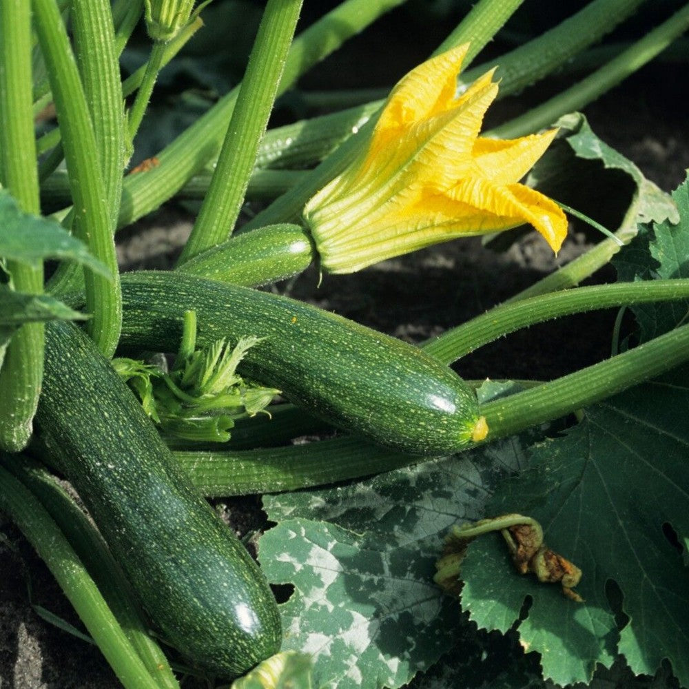 115 Black Beauty Zucchini Summer Squash NON-GMO Courgette Vegetable Seeds | www.seedsplantworld.com