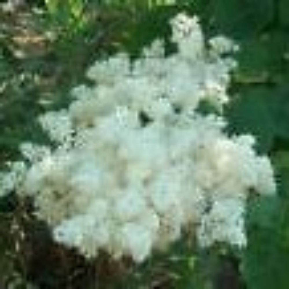 5 Syringa Reticulata Japanese Tree Lilac Seeds For Planting | www.seedsplantworld.com