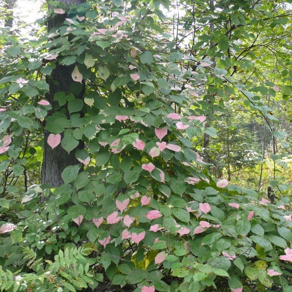 5 Actinidia Kolomikta Arctic Beauty Kiwi Fruit Vine Seeds For Planting | www.seedsplantworld.com