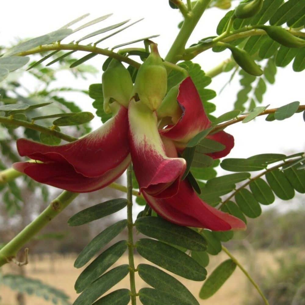 5 Sesbania Grandiflora Red Wisteria Red Flowers Seeds For Planting | www.seedsplantworld.com