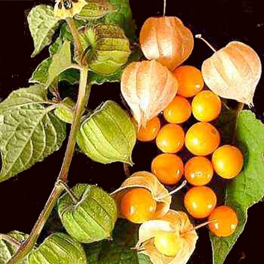 10 Physalis Peruviana Golden Berry Seeds For Planting | www.seedsplantworld.com