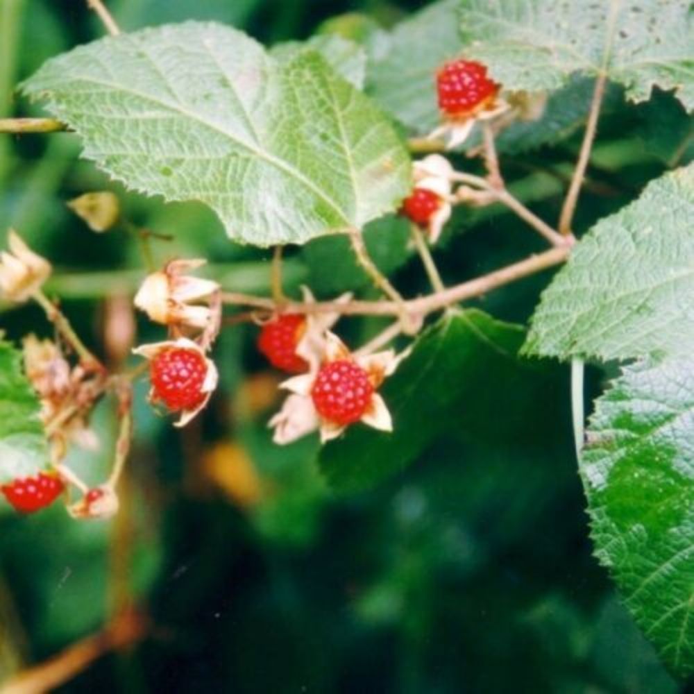 5 Rubus Moluccanus Molucca Raspberry Fruit Seeds For Planting | www.seedsplantworld.com