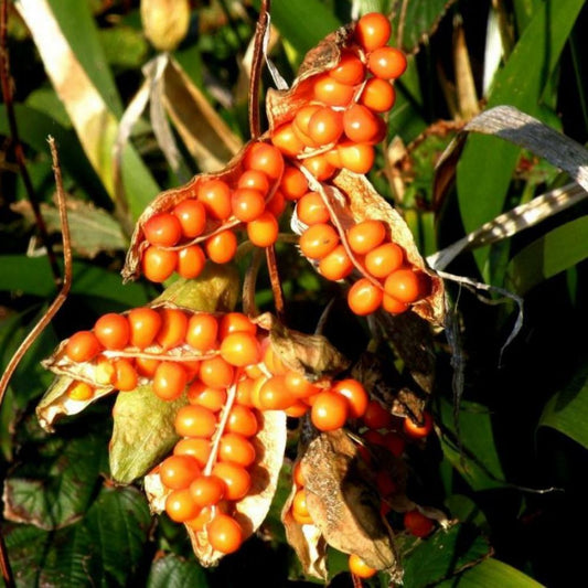 5 Iris Foetidissima Coral Iris Seeds For Planting | www.seedsplantworld.com