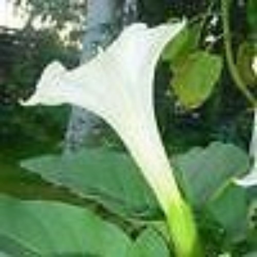 10 Datura Meteloides Moonflower Hardy To Zone 5b Seeds For Planting | www.seedsplantworld.com