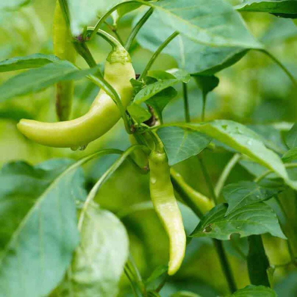 100 Italian Pepperoncini Pepper Friggitello NON-GMO Vegetable Seeds | www.seedsplantworld.com