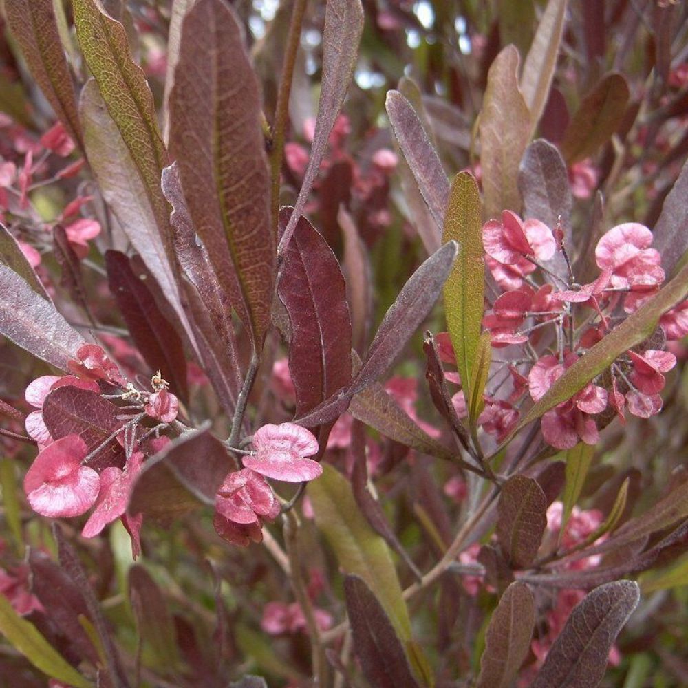 5 Dodonaea Viscosa Purpurea Purple Hopseed Bush Shrub Seeds For Planting | www.seedsplantworld.com