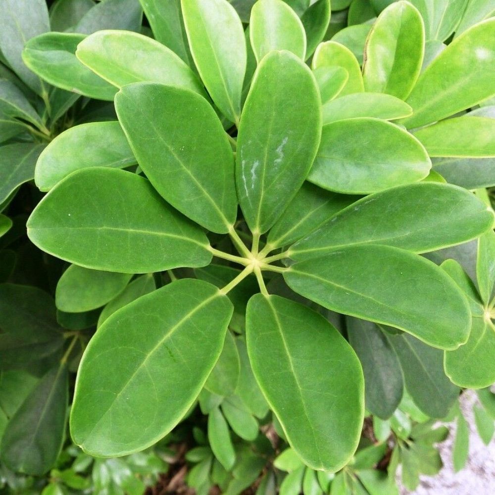 5 Schefflera Pittman's Pride Dwarf Exotic Tropical Seeds For Planting | www.seedsplantworld.com