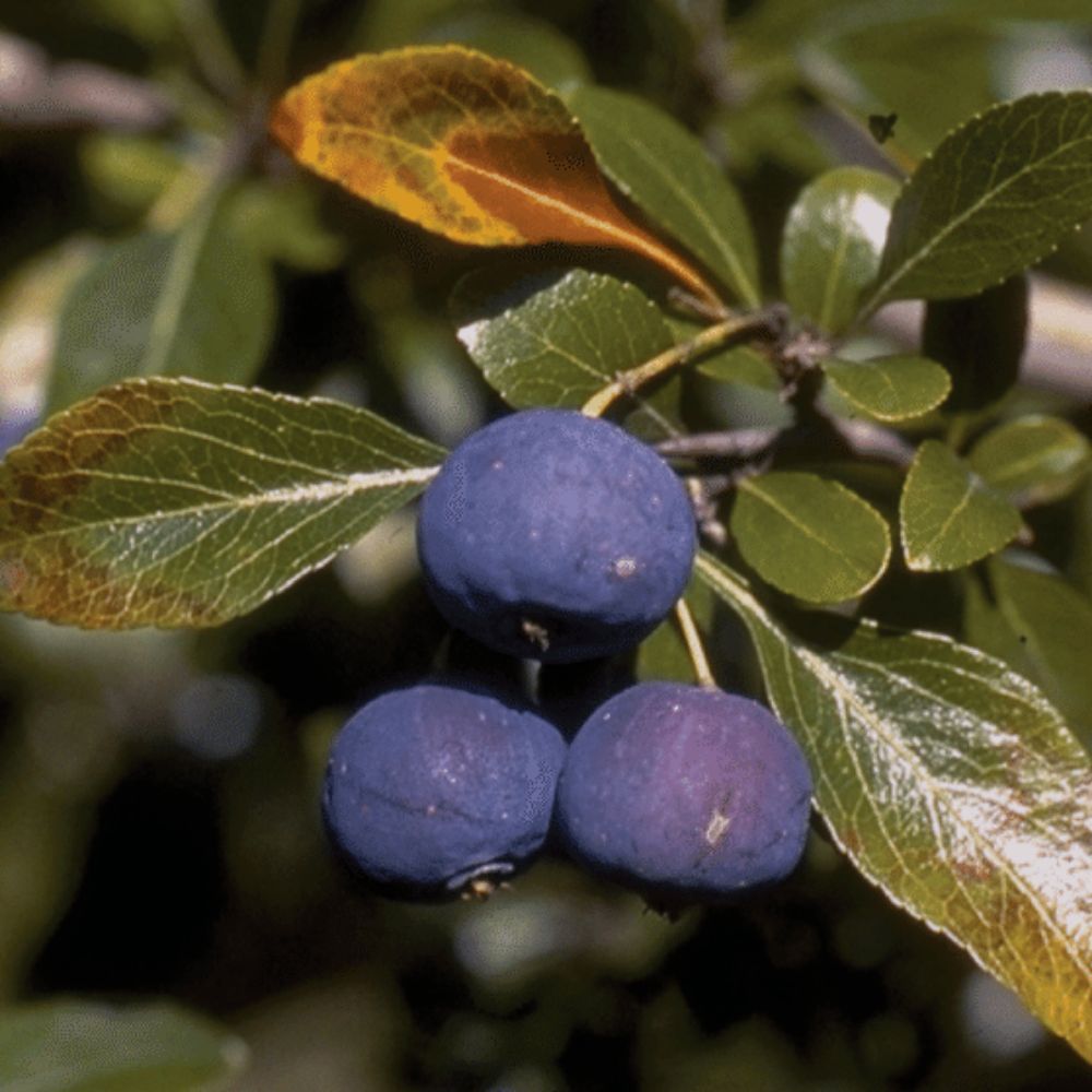 10 Crataegus Brachyacantha Blue Hawthorn Fruit Tree Seeds For Planting | www.seedsplantworld.com