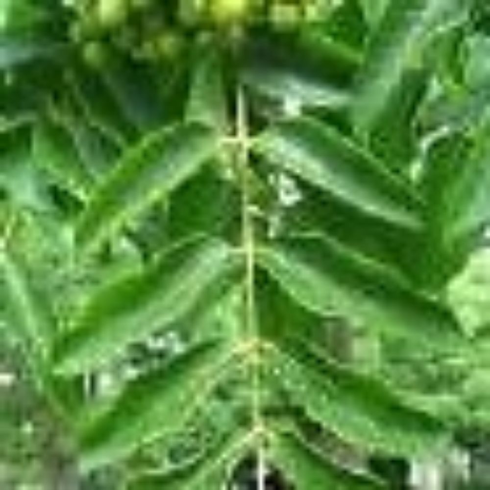 5 Phellodendron Amurense Amur Cork Tree Seeds For Planting | www.seedsplantworld.com