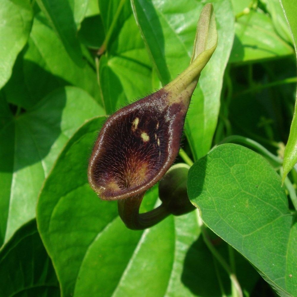 5 Aristolochia Debilis Dutchmans Pipe Vine Seeds For Planting | www.seedsplantworld.com