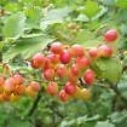 10 Viburnum Trilobum American Cranberrybush Viburnum Seeds For Planting | www.seedsplantworld.com