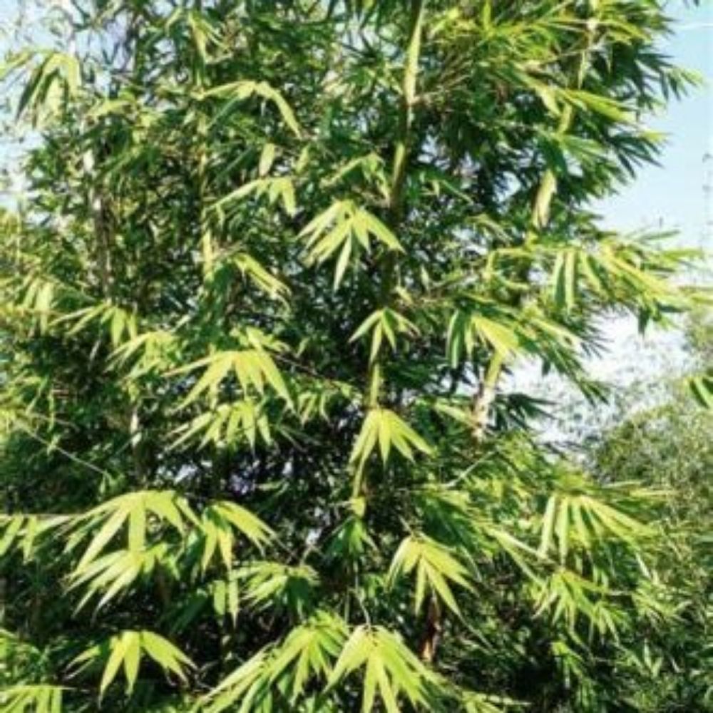 10 Dendrocalamus Longispathus Timber Bamboo Seeds For Planting | www.seedsplantworld.com