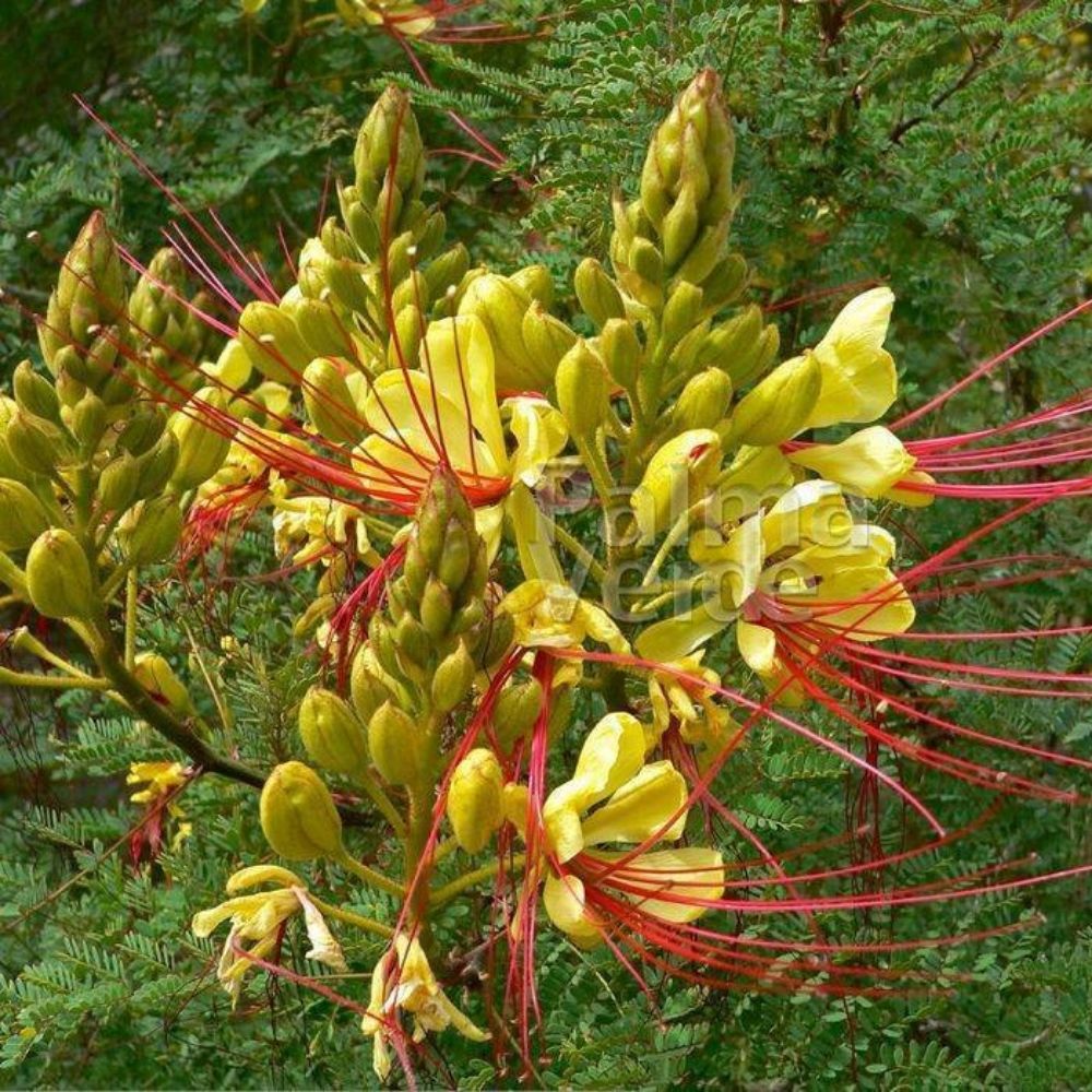 5 Caesalpinia Gilliesii Bird Of Paradise Shrub Seeds For Planting | www.seedsplantworld.com