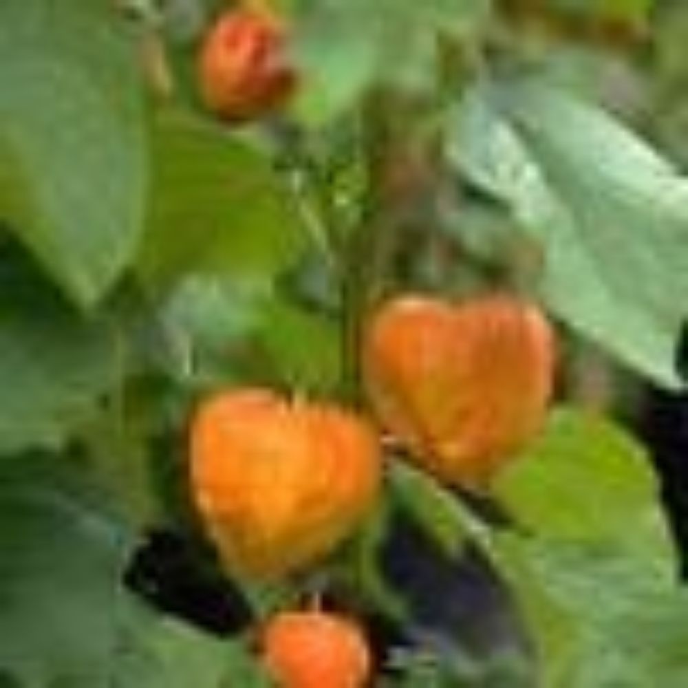 10 Physalis Alkekengi Chinese Lantern Perennial Seeds For Planting | www.seedsplantworld.com