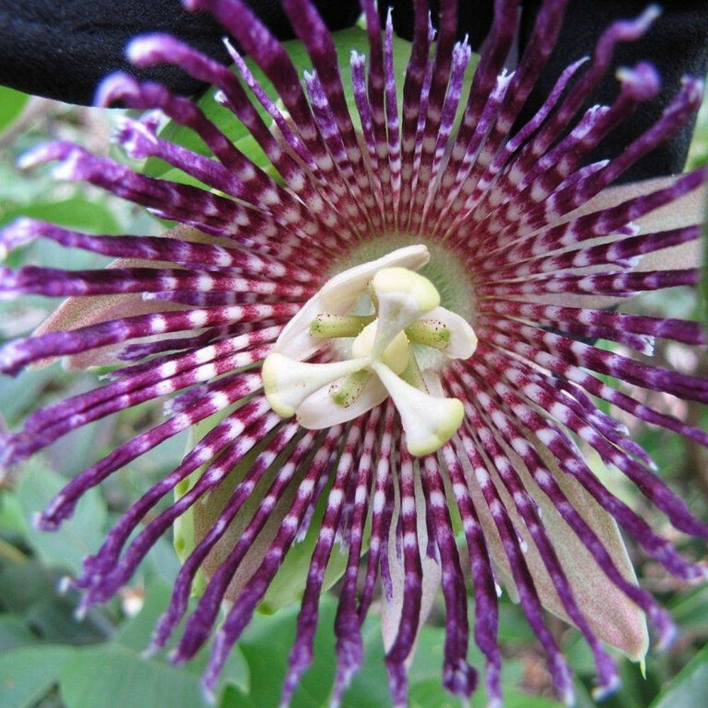 5 Passiflora Laurifolia Passionflower Seeds For Planting | www.seedsplantworld.com