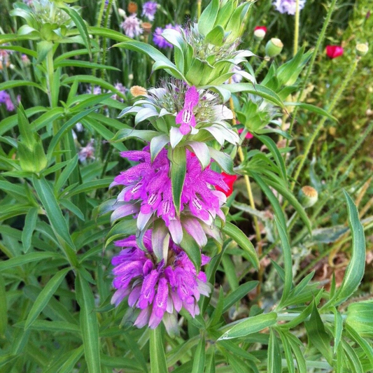 1000 Lemon Mint Monarda citriodora Lemon Horsemint NON-GMO Herb Seeds | www.seedsplantworld.com