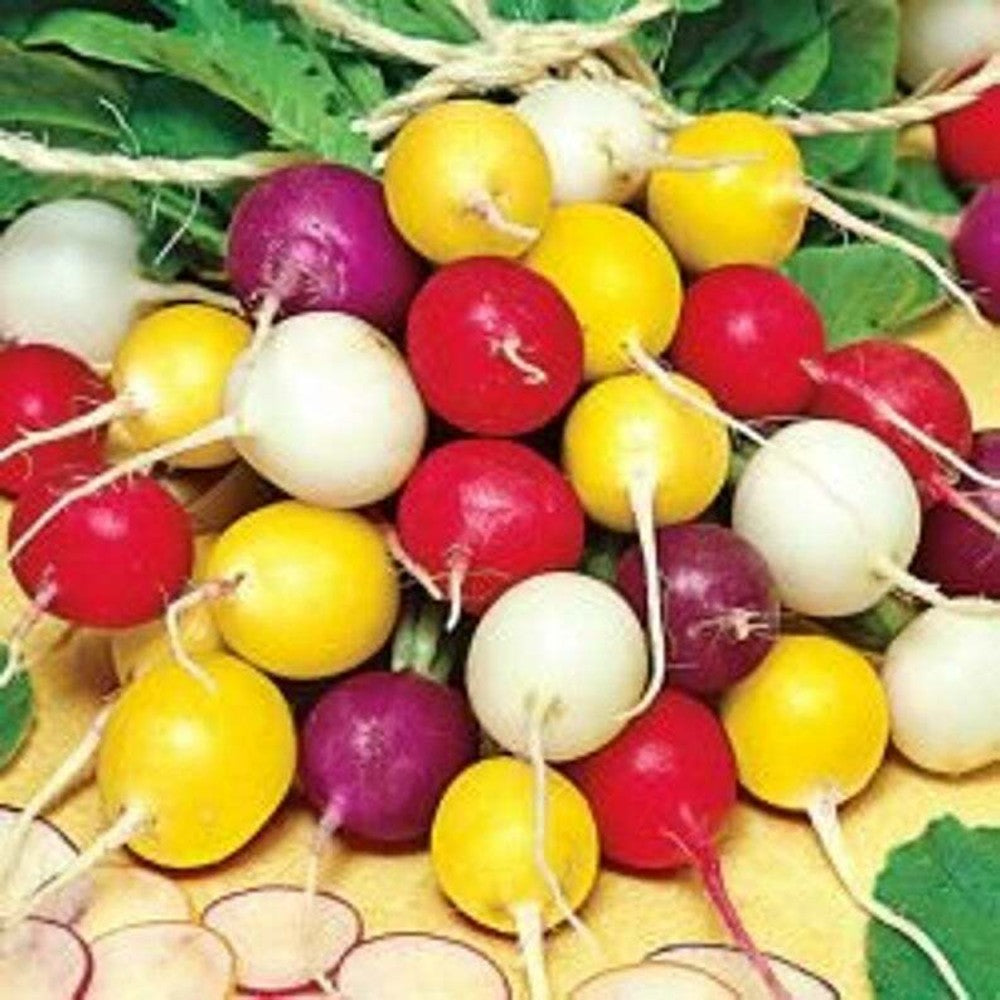 150 Crayon Colors Radish Mix Colorful Easy Grow Vegetable Seeds | www.seedsplantworld.com